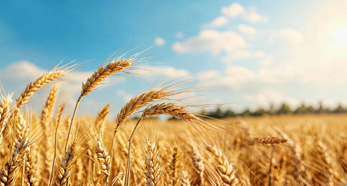 Polypropylene woven bags can be used in agriculture.
